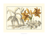 Embellished Arena Botanical II Giclee Print by  Arena