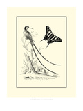 B&W Long. Tailed Hummingbird (1742) Giclee Print by George Edwards