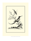 B&W Grt. and Less. Hummingbird (1742) Giclee Print by George Edwards