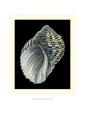 Treasures of the Sea III Giclee Print by Pierre-Joseph Redouté