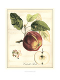 Tuscan Fruits I Giclee Print by Vision Studio