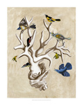 The Ornithologist's Dream II Giclee Print by Naomi McCavitt