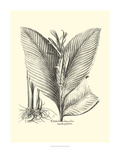 B&W Besler Canna Giclee Print by Besler Basilius