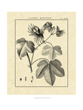 Vintage Botanical Study IV Giclee Print by Sellier 