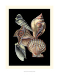 Treasures of the Sea I Giclee Print by Pierre-Joseph Redouté