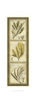 Exotic Seaweed Panel II Giclee Print by Slocum Nancy