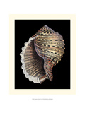 Treasures of the Sea IV Giclee Print by Pierre-Joseph Redouté