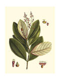 Buchoz Leaves IV Giclee Print by Vision Studio