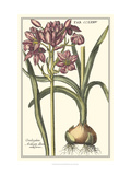 Botanical Beauty I Giclee Print by Vision Studio