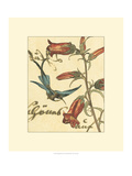Hummingbird Reverie I Giclee Print by Vision Studio