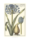 Botanical Beauty II Giclee Print by Vision Studio
