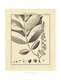 Vintage Botanical Study VI Giclee Print by Sellier 