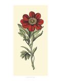 Embellished Blooming Peonies II Giclee Print by Besler Basilius