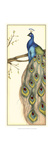 Rebecca's Peacock II Reproduction procédé giclée par Jennifer Goldberger