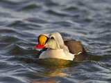 Male King Eider, Arctic National Wildlife Refuge, Alaska, USA Photographic Print by Hugh Rose