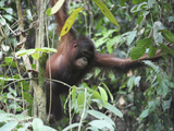 Orangutan, Sepilok, Borneo, Malaysia Photographic Print by Anthony Asael