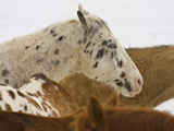 Horse Running, Shell, Wyoming, USA Photographic Print by Terry Eggers