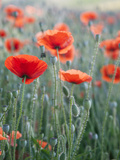 Poppies in Bloom, Washington, USA Photographic Print by Brent Bergherm