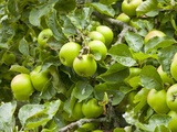 James Grieve Apples, England Photographic Print by Paul Thompson