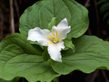 Western Trillium, Grand Forest Bainbridge Island Land Trust Park, Bainbridge Island, Washington USA Photographic Print by Trish Drury