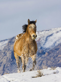 Horse Running, Shell, Wyoming, USA Photographic Print by Terry Eggers