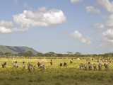 Zebra Herd, Serengeti National Park, Tanzania Photographic Print by Joe & Mary Ann McDonald