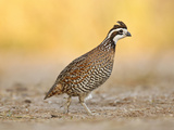Northern Bobwhite Quail, Texas, USA Photographie par Larry Ditto