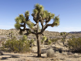 Joshua Tree, Joshua Tree National Park, California, USA Photographic Print by Luc Novovitch