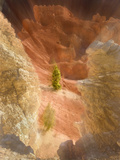 Lonely Tree, Bryce Canyon National Park, Utah, USA Photographie par Tom Norring