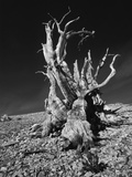 Ancient Bristlecone Pine Tree on Rocky Slope of White Mountains, Inyo Nat'l Forest, California, USA Photographic Print by Jerry Ginsberg