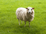 Sheep, Wairarapa, New Zealand Photographic Print by Lee Foster