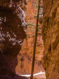 Squeezed Tree Growing at Wall Street, Bryce Canyon National Park, Utah, USA Photographie par Tom Norring