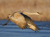 Sandhill Crane in Flight , New Mexico, USA Photographic Print by Larry Ditto