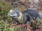 Land Iguana, Galapagos Islands, Ecuador Photographic Print by Kymri Wilt