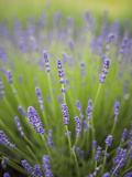 Lavender Plants, Washington, USA Photographic Print by Brent Bergherm