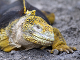 Land Iguana, Galapagos Islands, Ecuador Photographic Print by Kymri Wilt