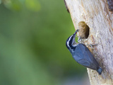 Red-Breasted Nuthatch (Sitta Canadensis) at Backyard Nest Hole, Insects in Bill, Washington, USA Photographie par Gary Luhm