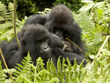 Mountain Gorilla, Volcanoes National Park, Rwanda Lámina fotográfica por Joe & Mary Ann McDonald Mountain Gorilla, Volcanoes National Park, Rwanda Lámina fotográfica por Joe & Mary Ann McDonald