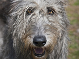 Portrait of an Irish Wolfhound Photographic Print by Zandria Muench Beraldo