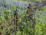 Bluebonnets and Phlox, Hill Country, Texas, USA Photographic Print by Alice Garland