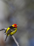 A Male Breeding Plumage Western Tanager (Piranga Ludoviciana) Perches on a Branch, Washington, USA Photographic Print by Gary Luhm