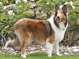Collie Standing in Front of White Roses Photographic Print by Zandria Muench Beraldo