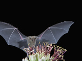 Leafnosed Fruit Bat, Arizona, USA Photographic Print by Alice Garland