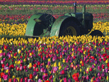 Tractor in the Tulip Field, Tulip Festival, Woodburn, Oregon, USA Photographic Print by Michel Hersen