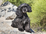 A Black Cockapoo Dog Sitting on Some Boulders Photographic Print by Zandria Muench Beraldo