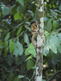 Southern Pig-Tailed Macaque, Sepilok, Borneo, Malaysia Photographic Print by Anthony Asael