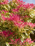 Pieris Forest Flame, England Photographic Print by Paul Thompson