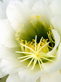 Night Blooming Cereus, Tucson, Arizona, USA Photographic Print by Peter Hawkins