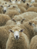 Mob of Sheep, Catlins, South Otago, South Island, New Zealand Photographic Print by David Wall