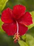 Red Hibiscus, Hibiscus Rosa-Sinensis, Belize Photographic Print by William Sutton